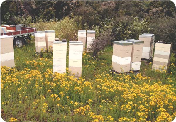 Behives with flowers